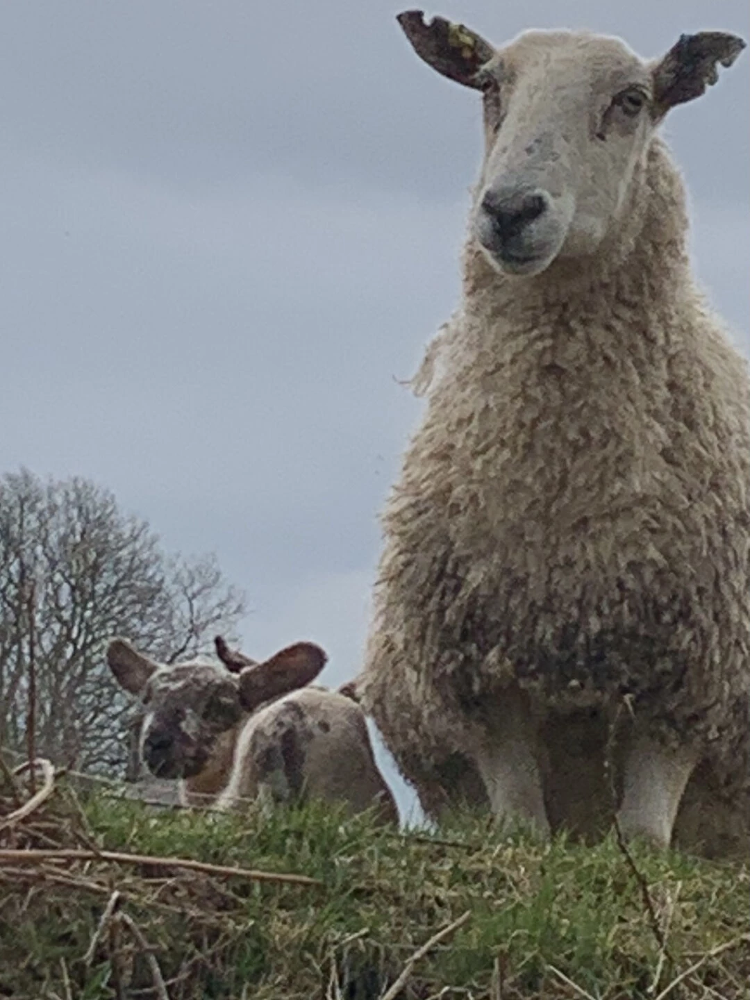 sign of spring