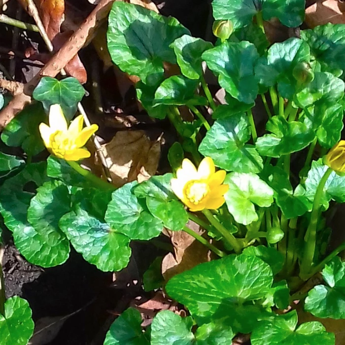 signs of spring