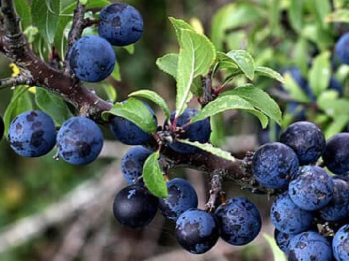 sloeberries29c6bd28df