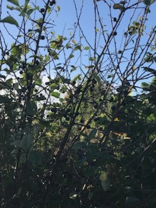 sloes in the woodland