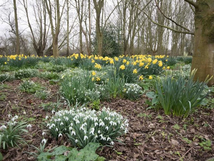 snakemoor daffodils