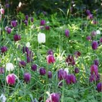 snakes head fritillaries