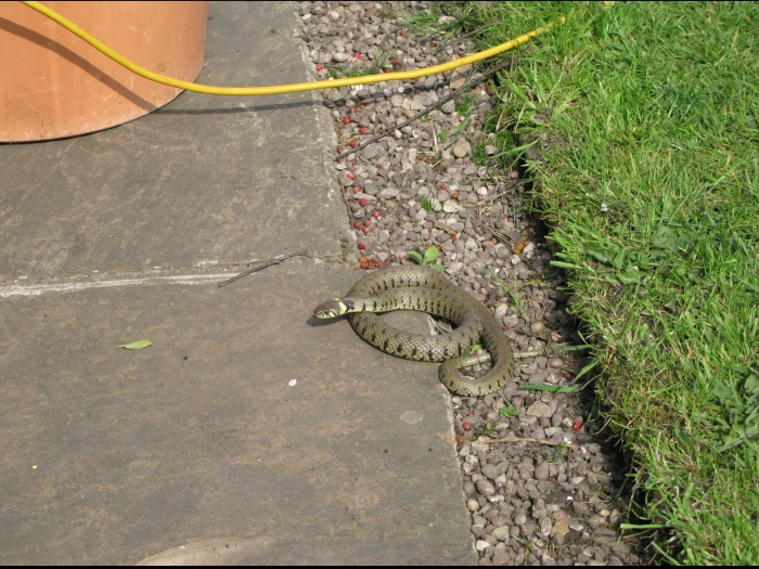 snakes in hankelow
