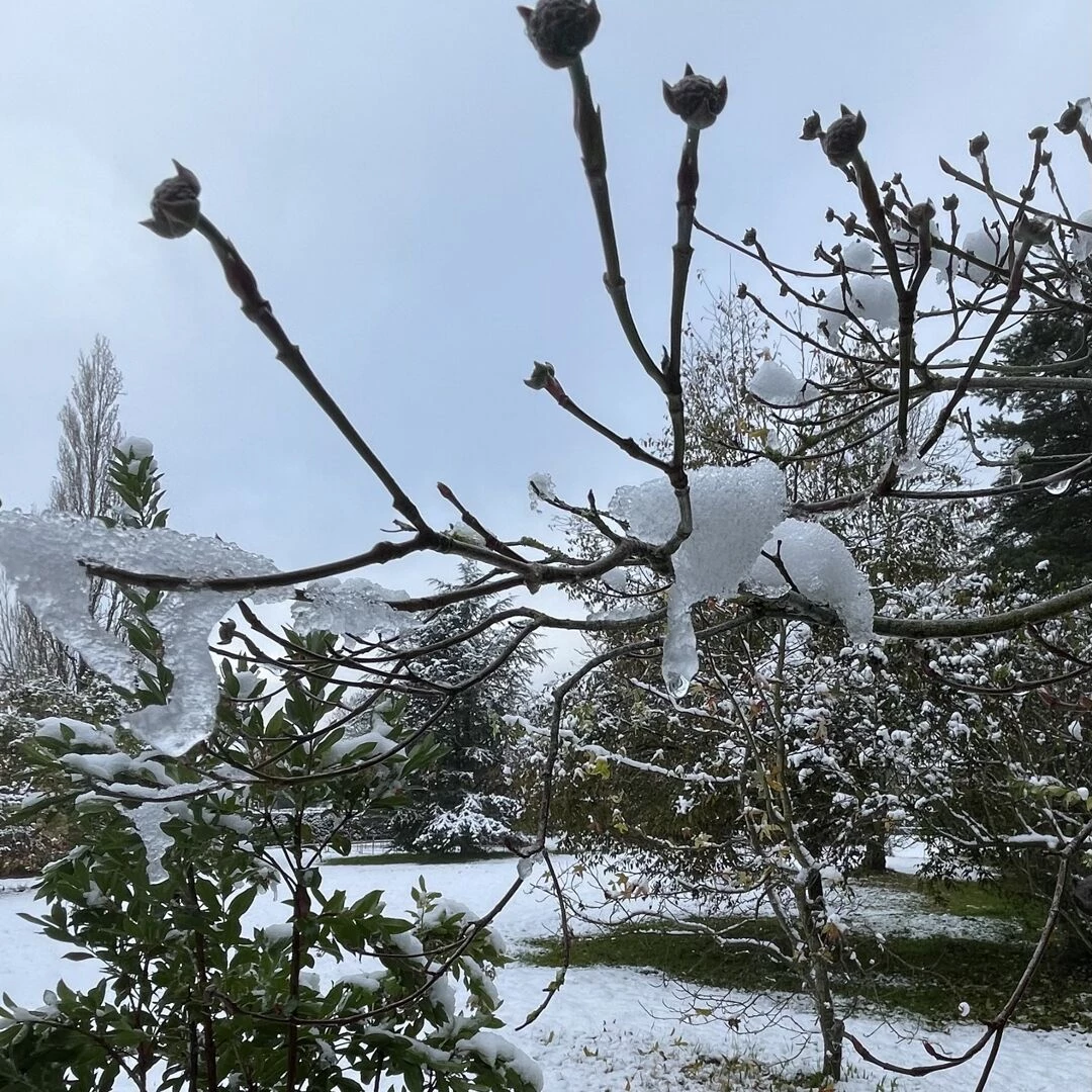 snow in november