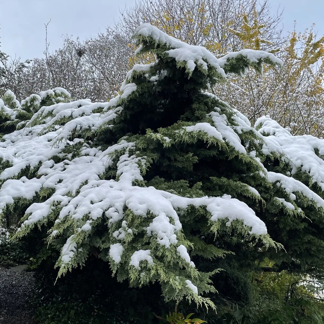 snow in november
