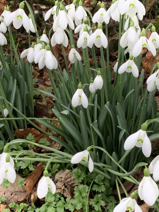 snowdrop 2