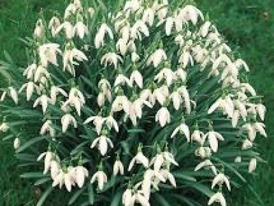 snowdrop clump