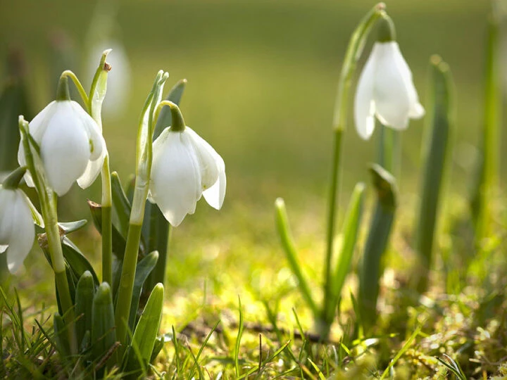 snowdrops