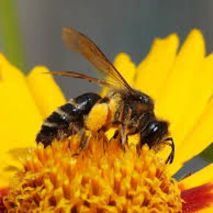 solitary bee