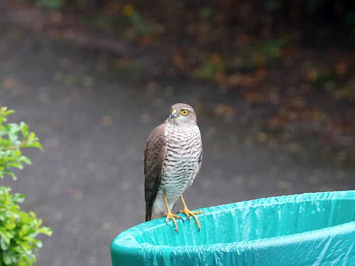 sparrow hawk in audlem