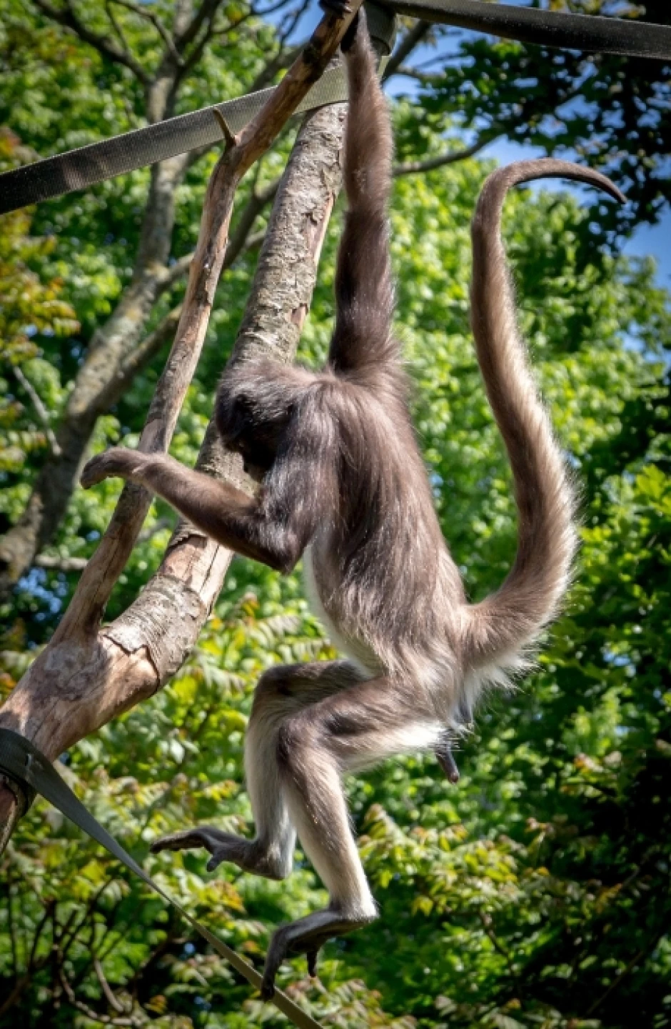 spidermonkey19580561280