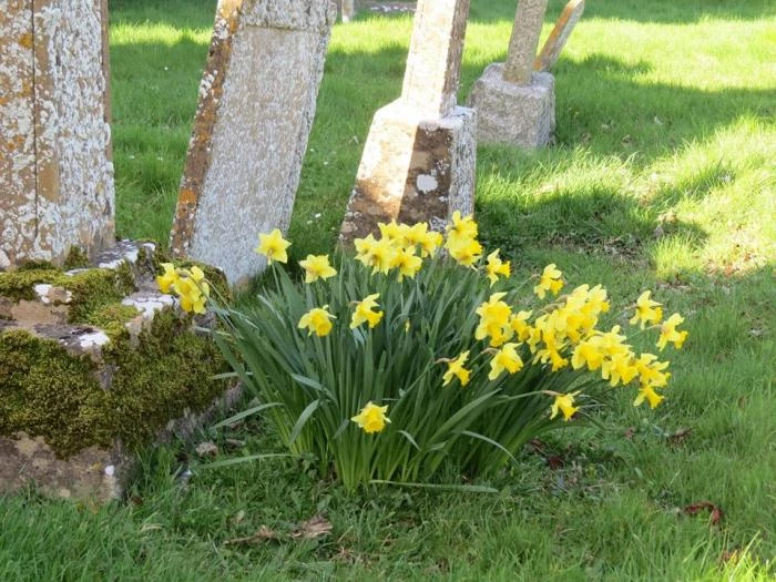 sping in the churchyard3