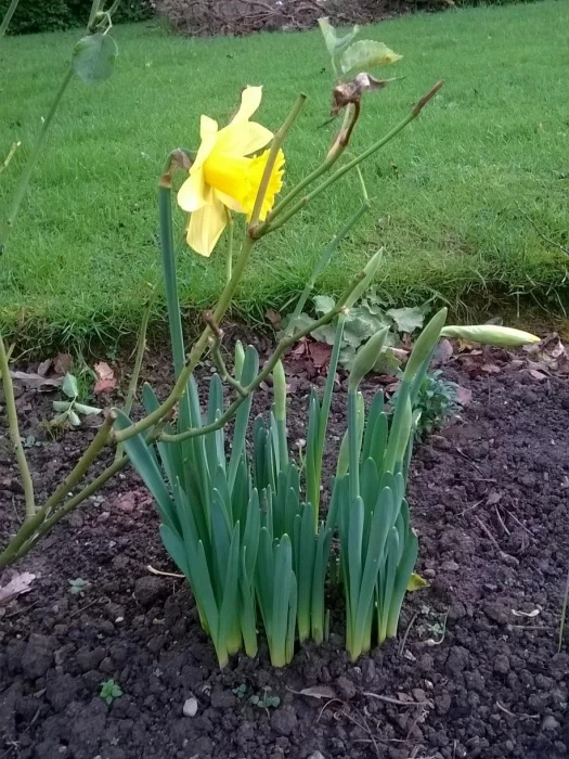 spring has sprung on 20 december