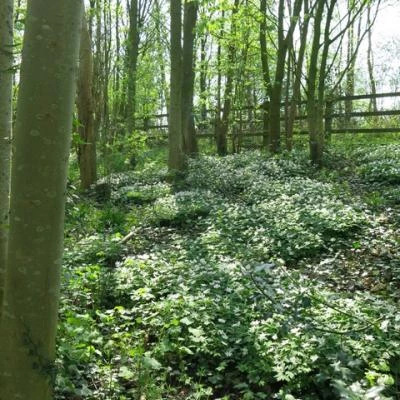 spring in tarvin woodland image6925