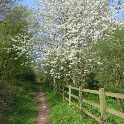 spring in tarvin woodland image6939