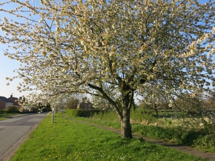 springtime in tarvin image5589