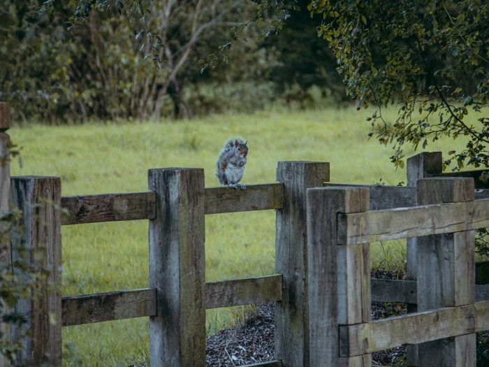 squirrel on fence