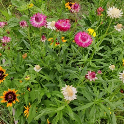 strawflower sept
