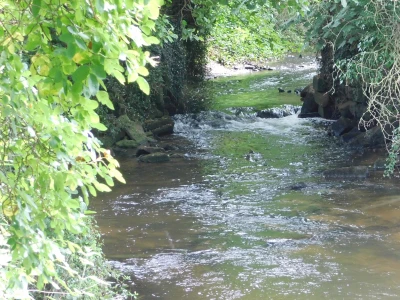 stream in chriss garden