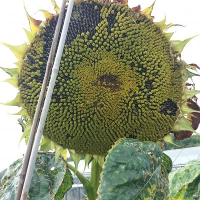 sunflower-head-44cms