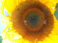 sunflower head