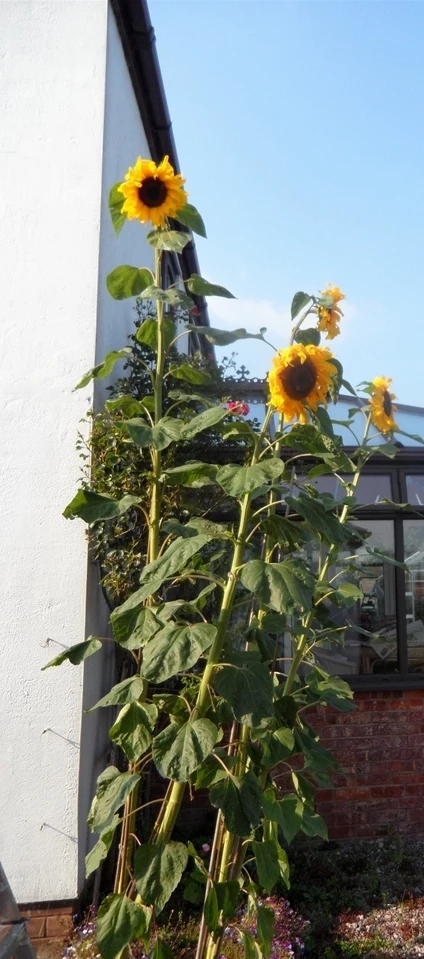sunflowers tall cropped