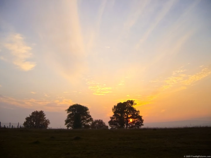sunsettrees