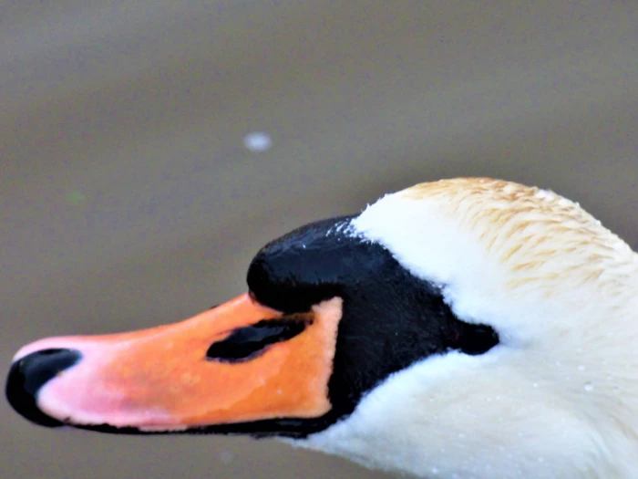 swan head