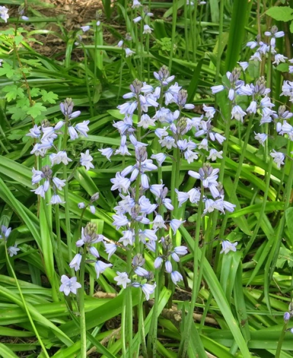 tarvin woodlands bluebells
