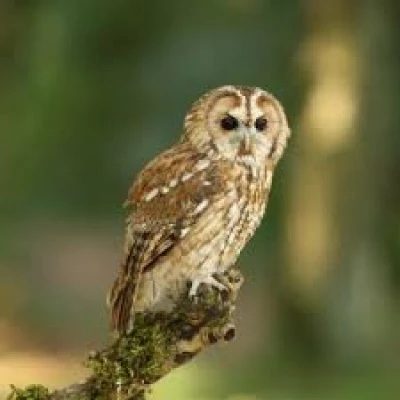 tawny owl1