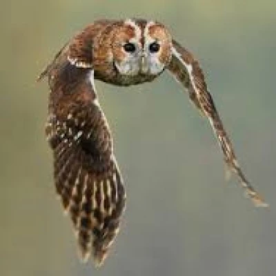 tawny owl2