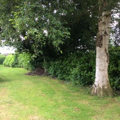 tcc back area 1