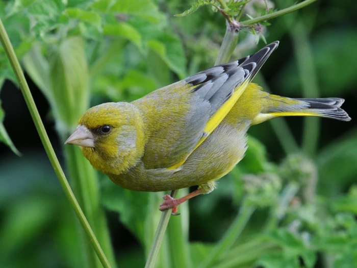 tcw greenfinch