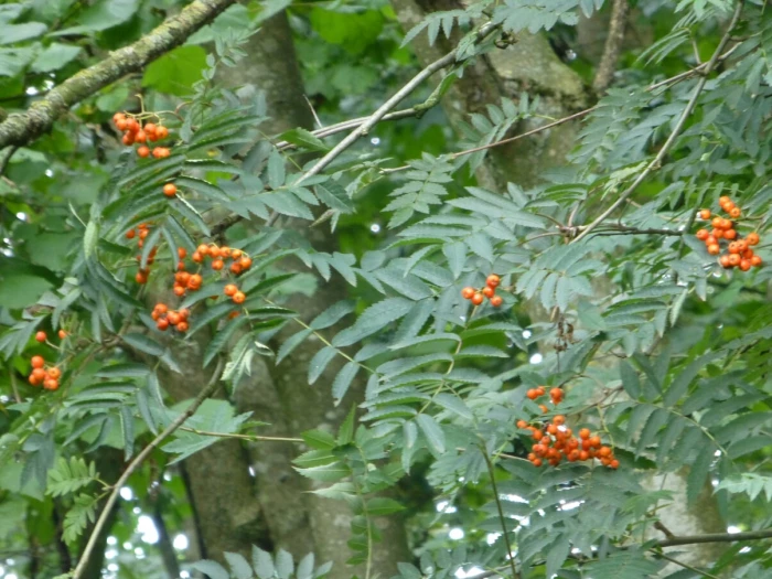 tcw rowan   berries  2  1