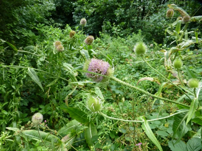 teazel flower