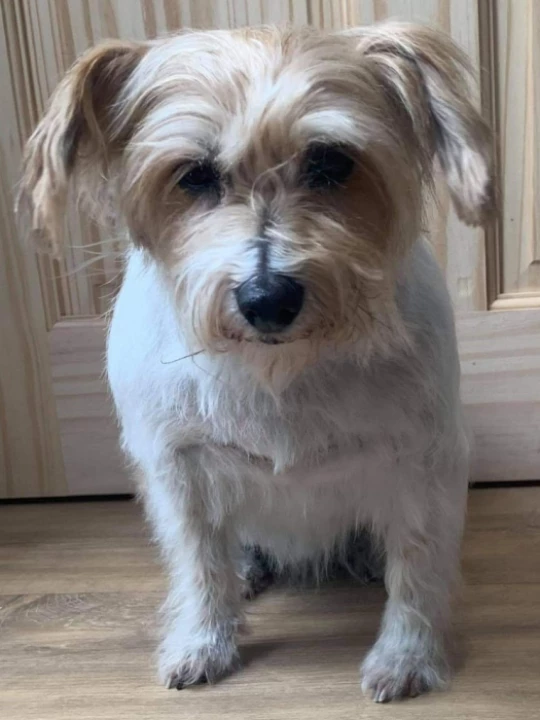 tilly