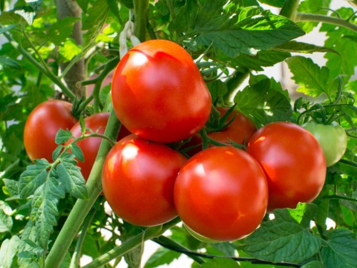 tomatoes