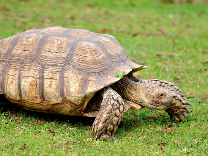 tortoise