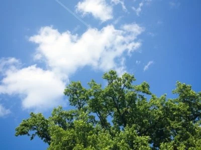 tree  sky