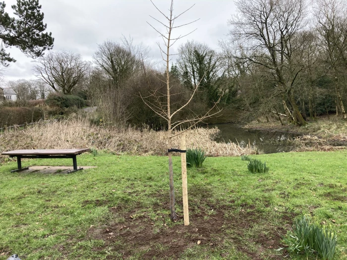 tree on waste by pond