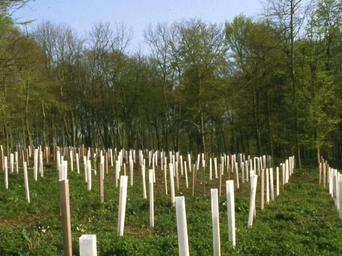 tree planting  woodland