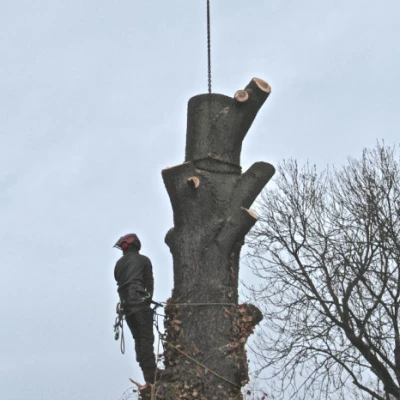tree removal 9