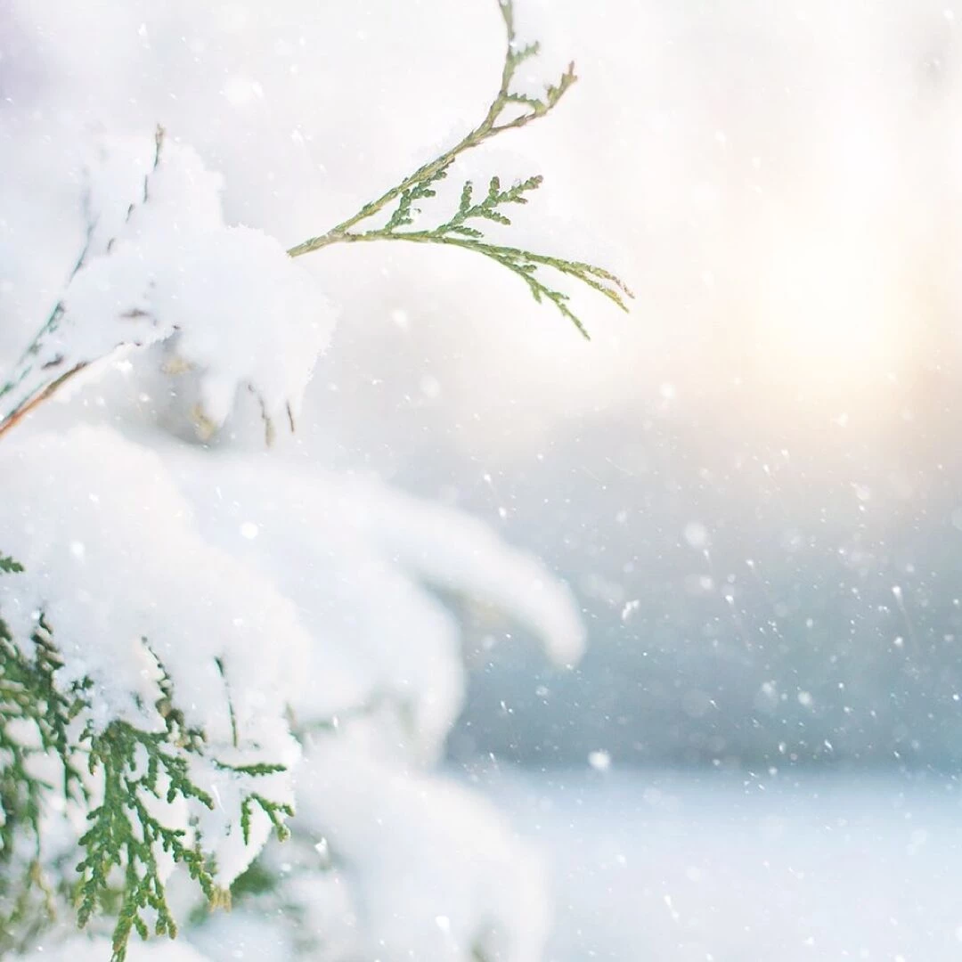 tree snow winter