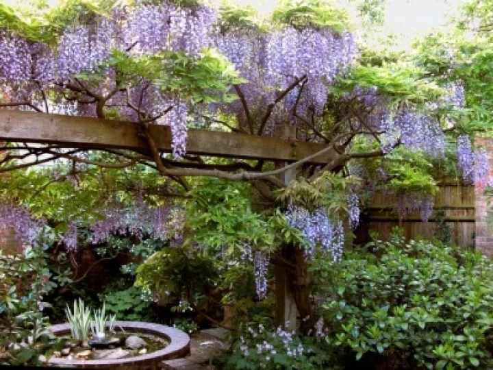 turnendgardenwisteria