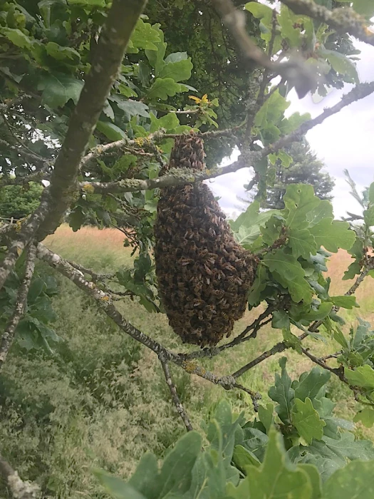 turnpike bees