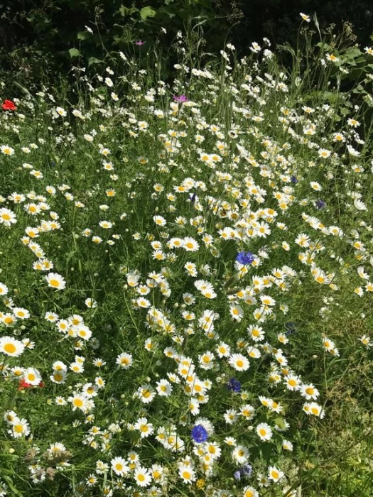 twig meadow