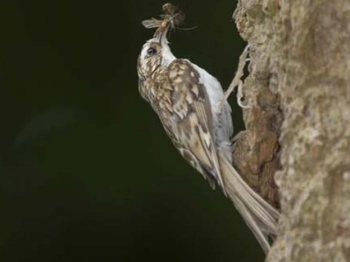 twt tree creeper with food