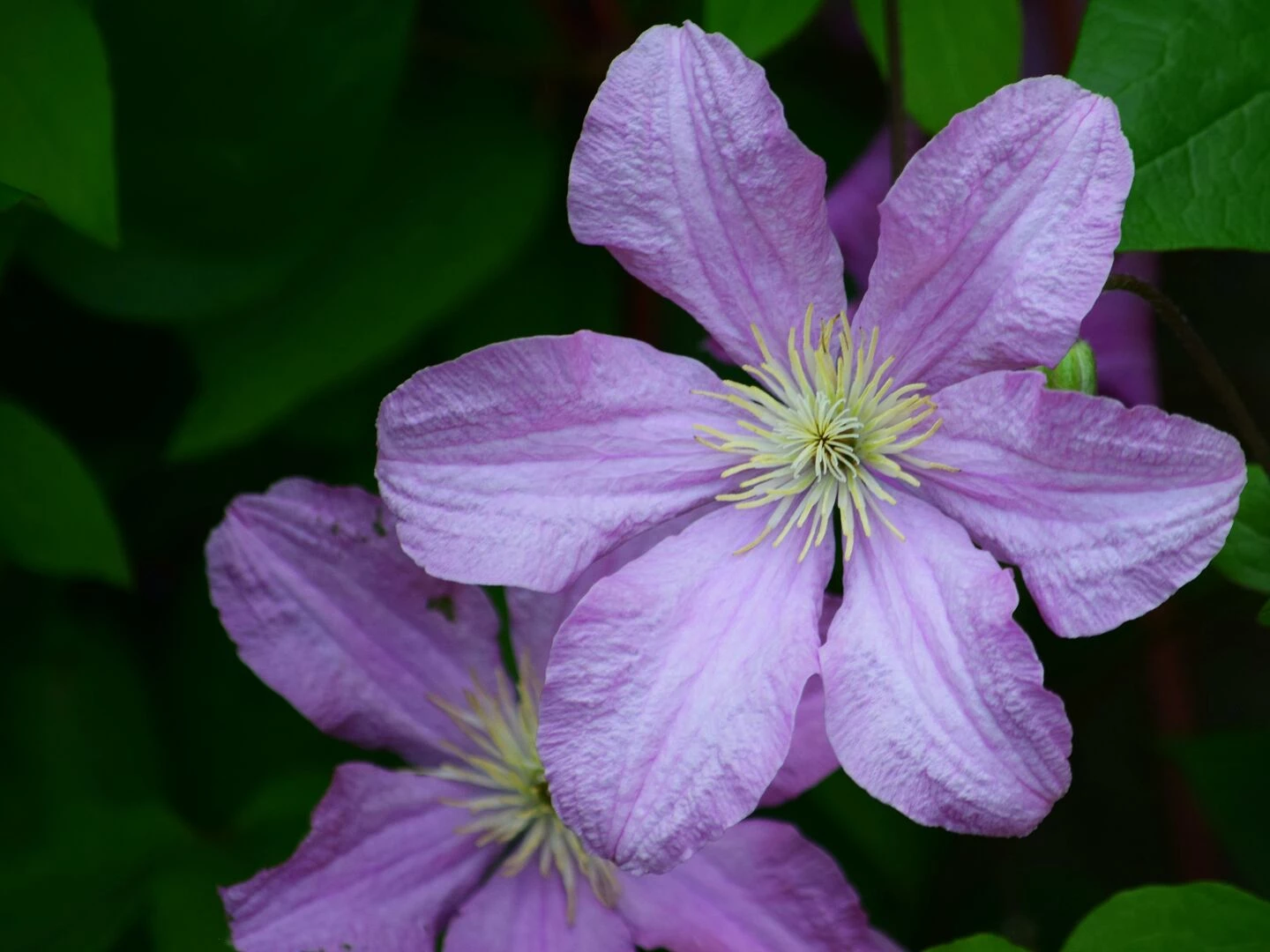 vibrant pink clematis flowers in full bloom captured upclose with lush green background