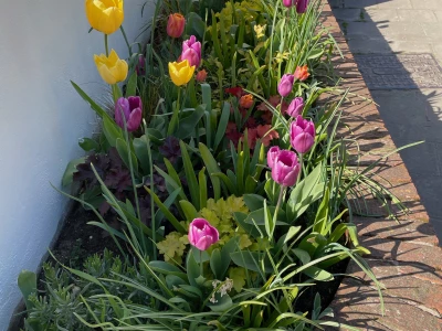 village flowers