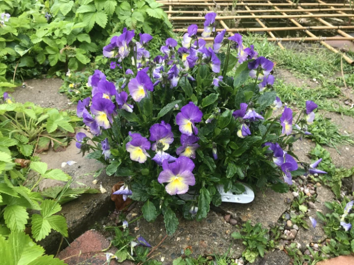 violets